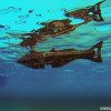 KL_Nautilus aus ROV 1531